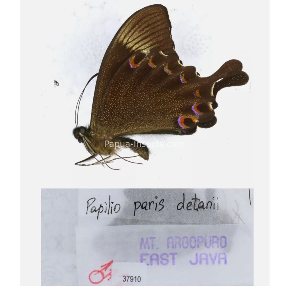 Papilio sp. Papilionidae from different islads of Indonesia