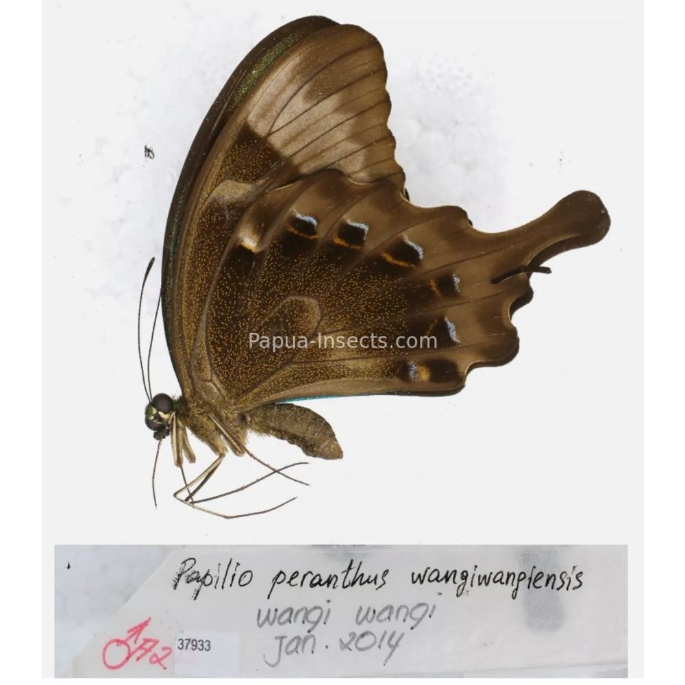 Papilio sp. Papilionidae from different islads of Indonesia