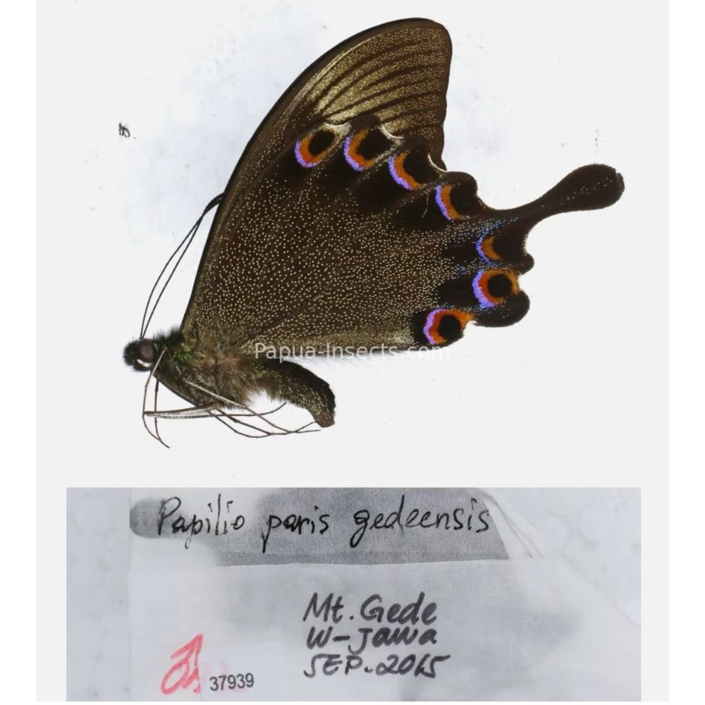 Papilio sp. Papilionidae from different islads of Indonesia