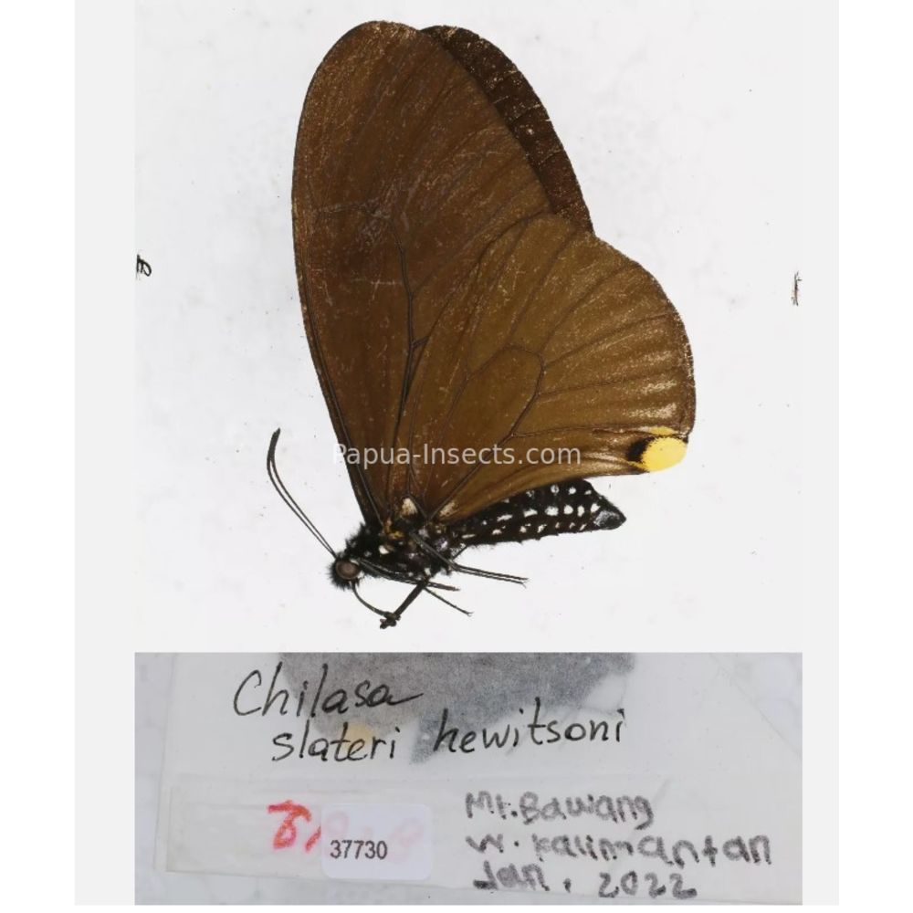 Chilasa sp. Papilionidae from different islads of Indonesia