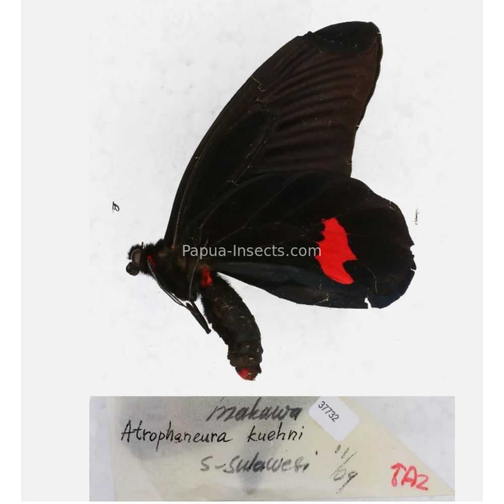 Atrophaneura sp. Papilionidae from different islads of Indonesia