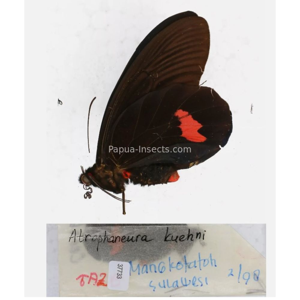 Atrophaneura sp. Papilionidae from different islads of Indonesia