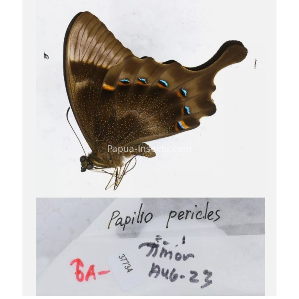 Papilio sp. Papilionidae from different islads of Indonesia