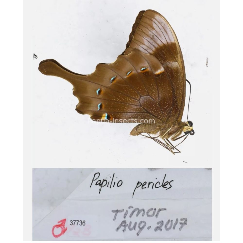 Papilio sp. Papilionidae from different islads of Indonesia