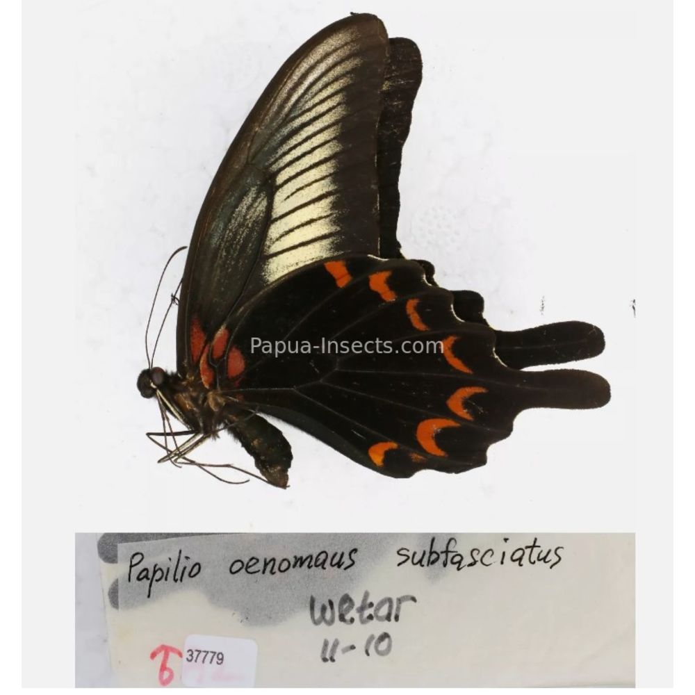 Papilio sp. Papilionidae from different islads of Indonesia