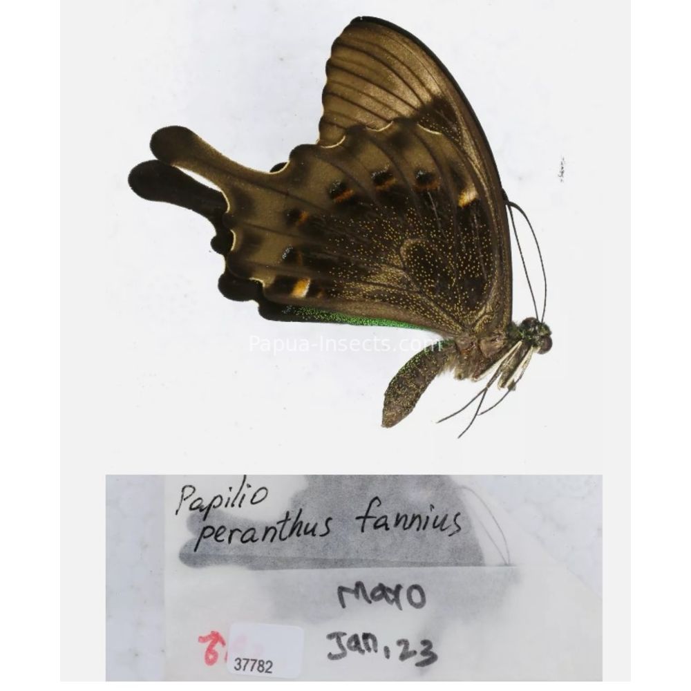 Papilio sp. Papilionidae from different islads of Indonesia