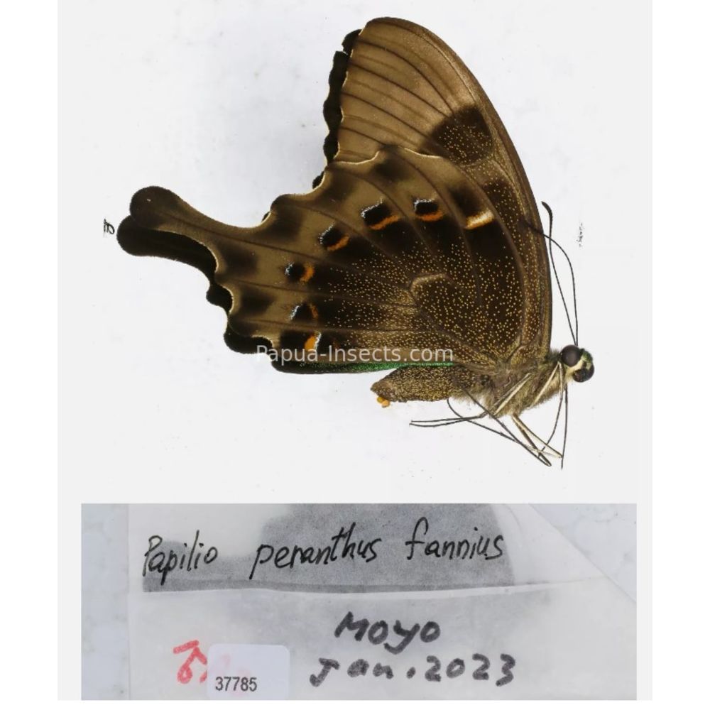 Papilio sp. Papilionidae from different islads of Indonesia