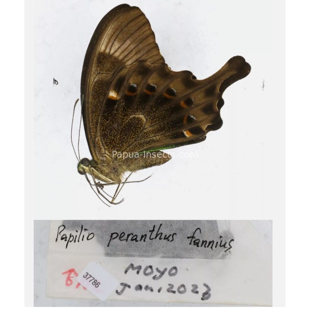 Papilio sp. Papilionidae from different islads of Indonesia