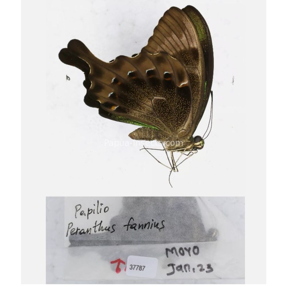 Papilio sp. Papilionidae from different islads of Indonesia