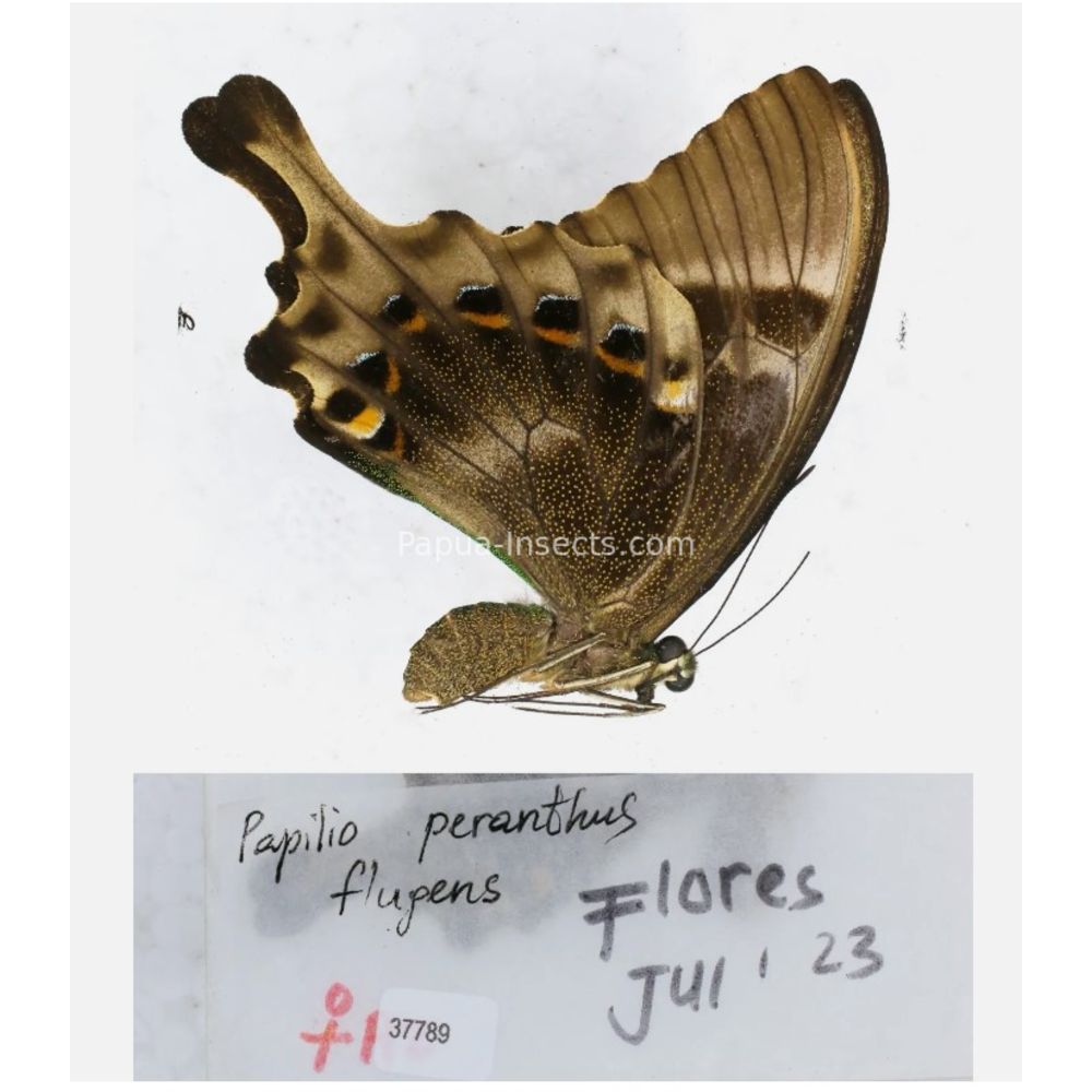 Papilio sp. Papilionidae from different islads of Indonesia