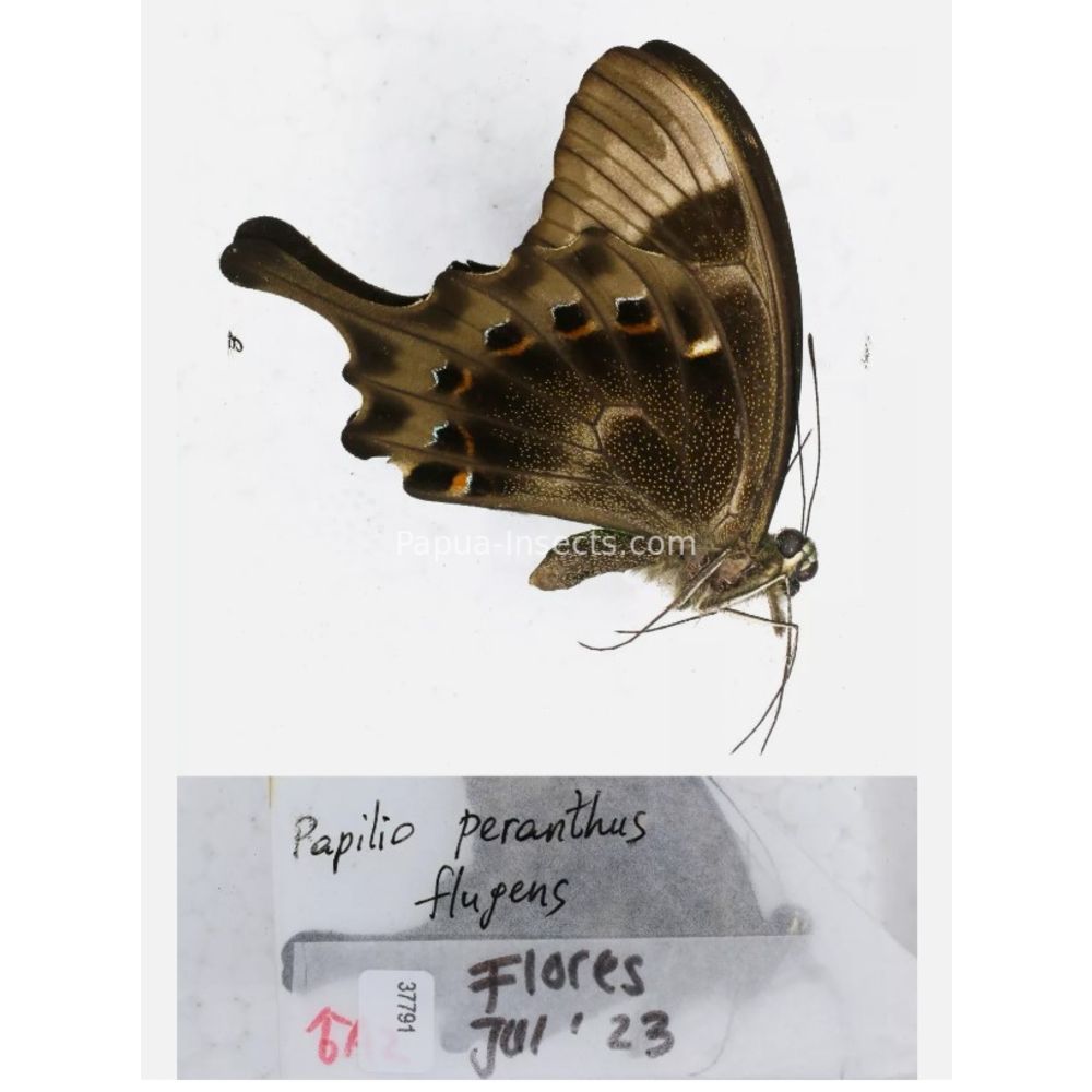 Papilio sp. Papilionidae from different islads of Indonesia