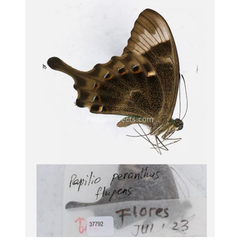 Papilio sp. Papilionidae from different islads of Indonesia