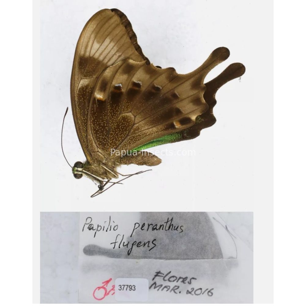 Papilio sp. Papilionidae from different islads of Indonesia