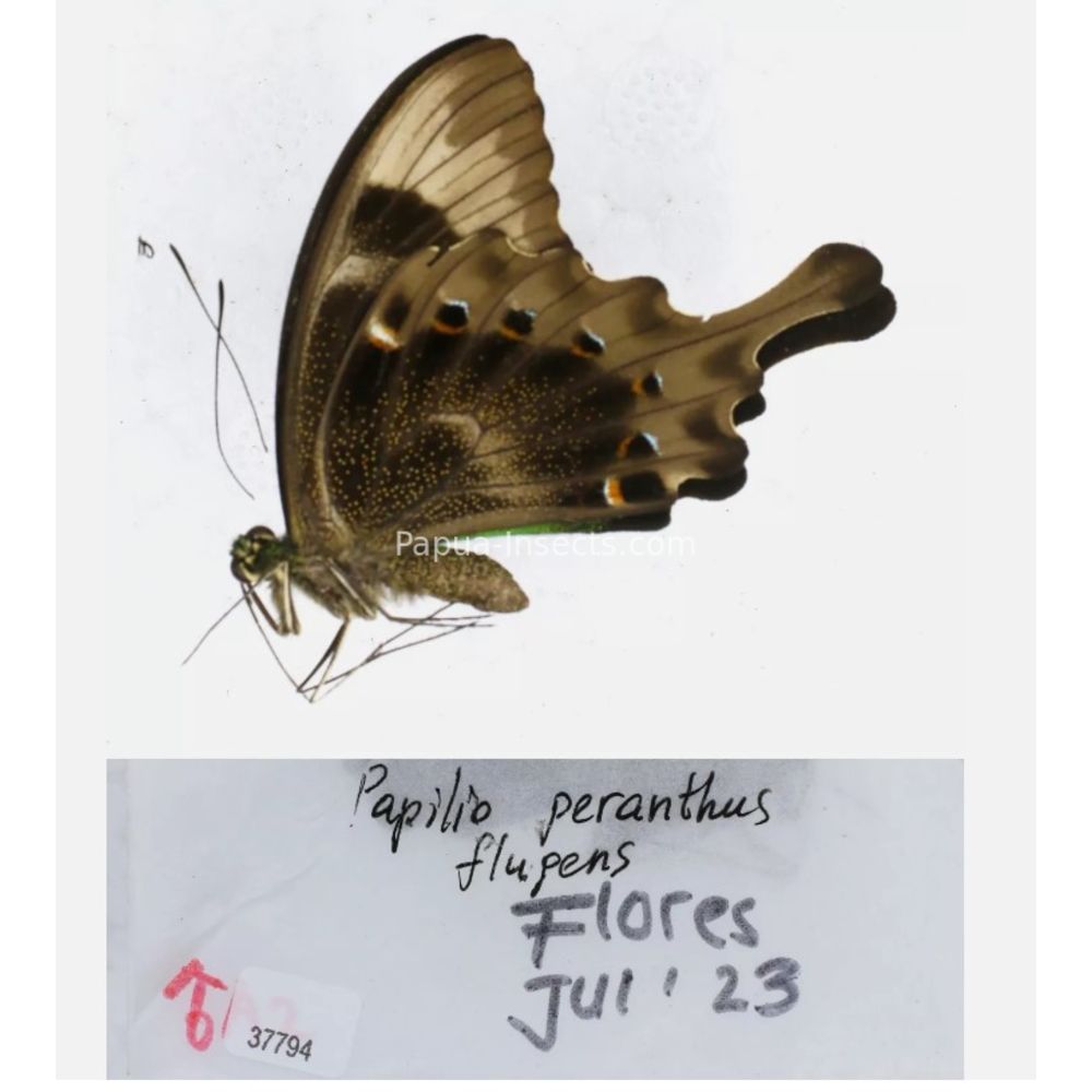 Papilio sp. Papilionidae from different islads of Indonesia