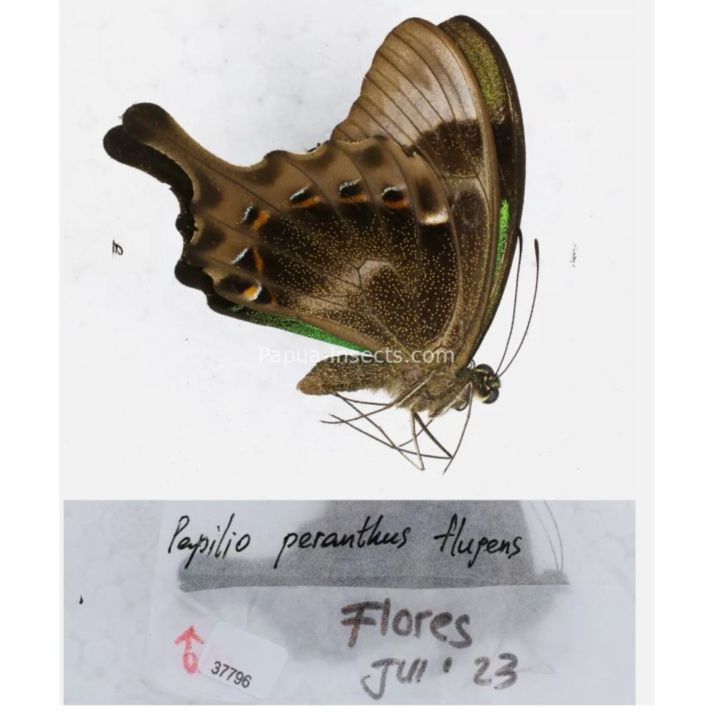 Papilio sp. Papilionidae from different islads of Indonesia