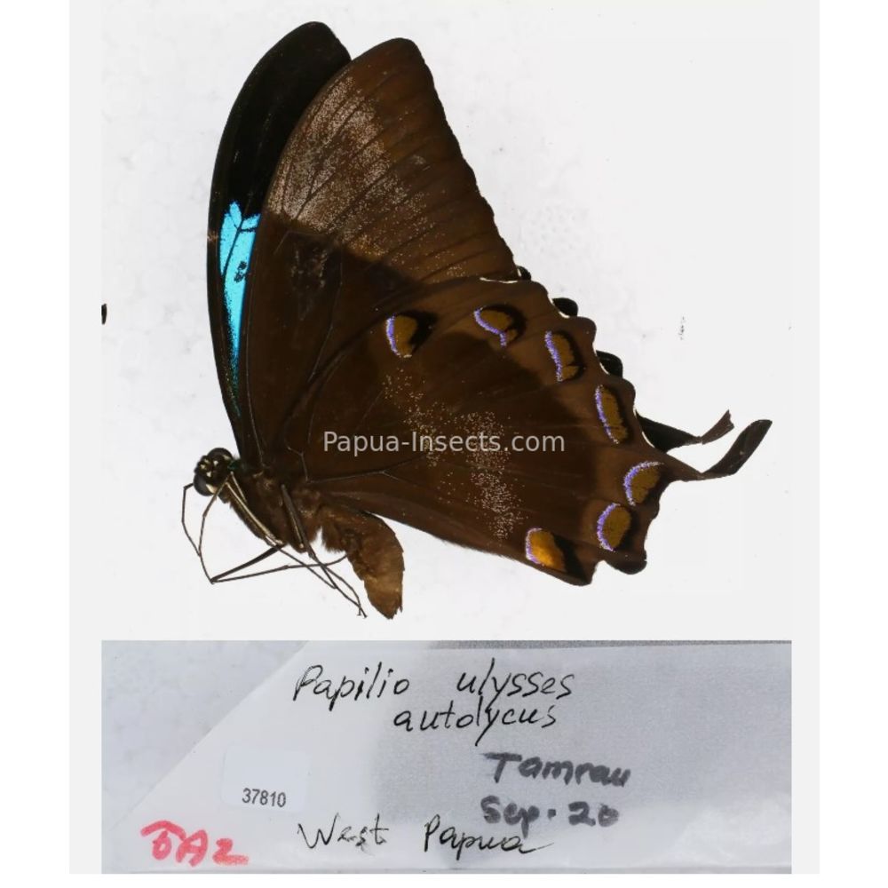 Papilio sp. Papilionidae from different islads of Indonesia