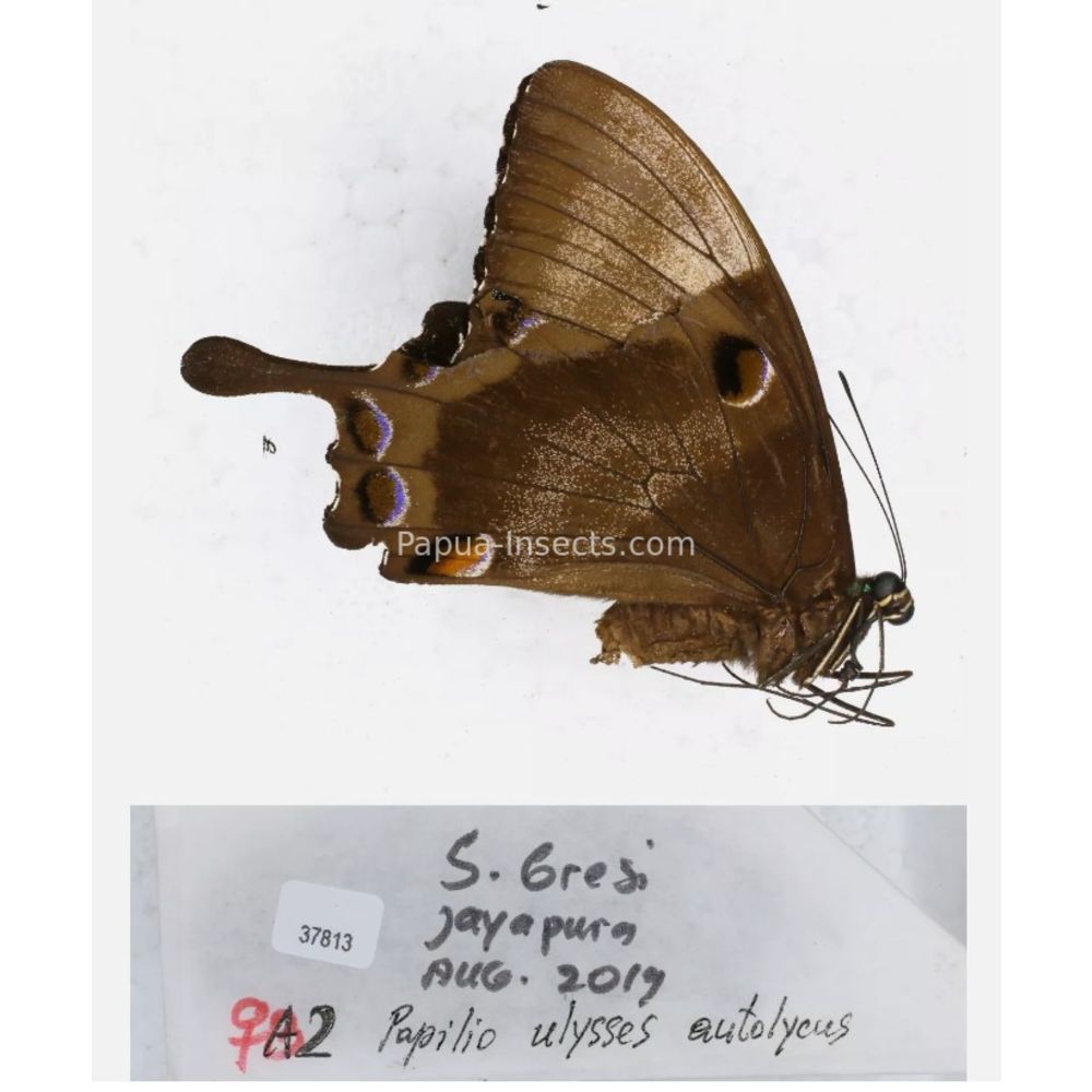 Papilio sp. Papilionidae from different islads of Indonesia