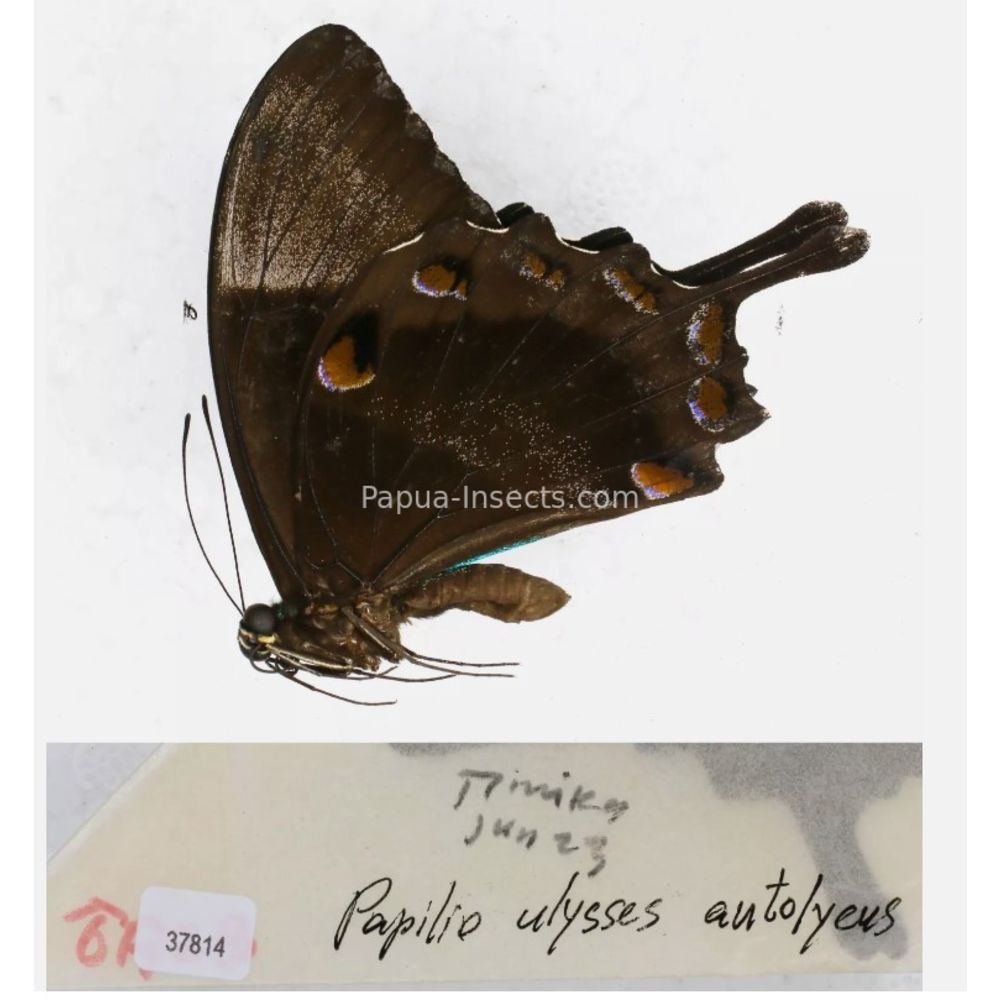 Papilio sp. Papilionidae from different islads of Indonesia