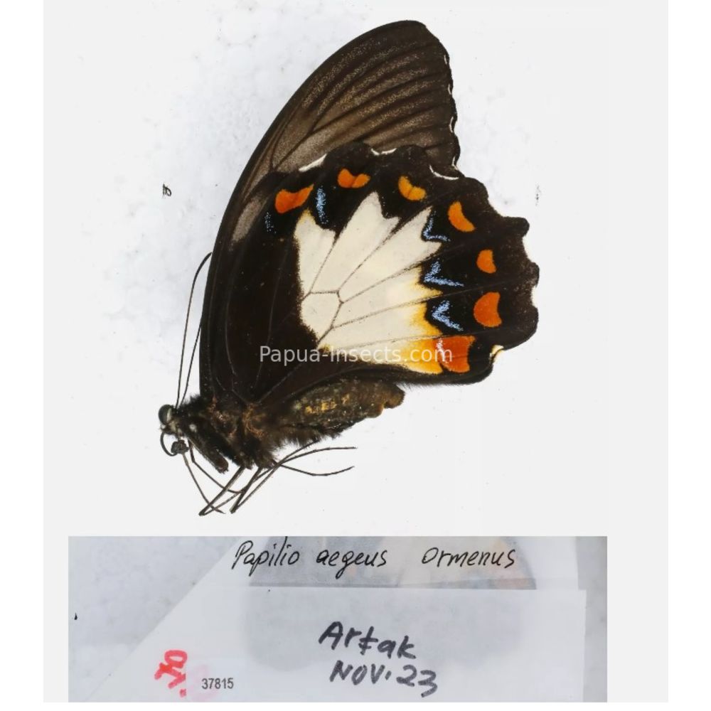 Papilio sp. Papilionidae from different islads of Indonesia