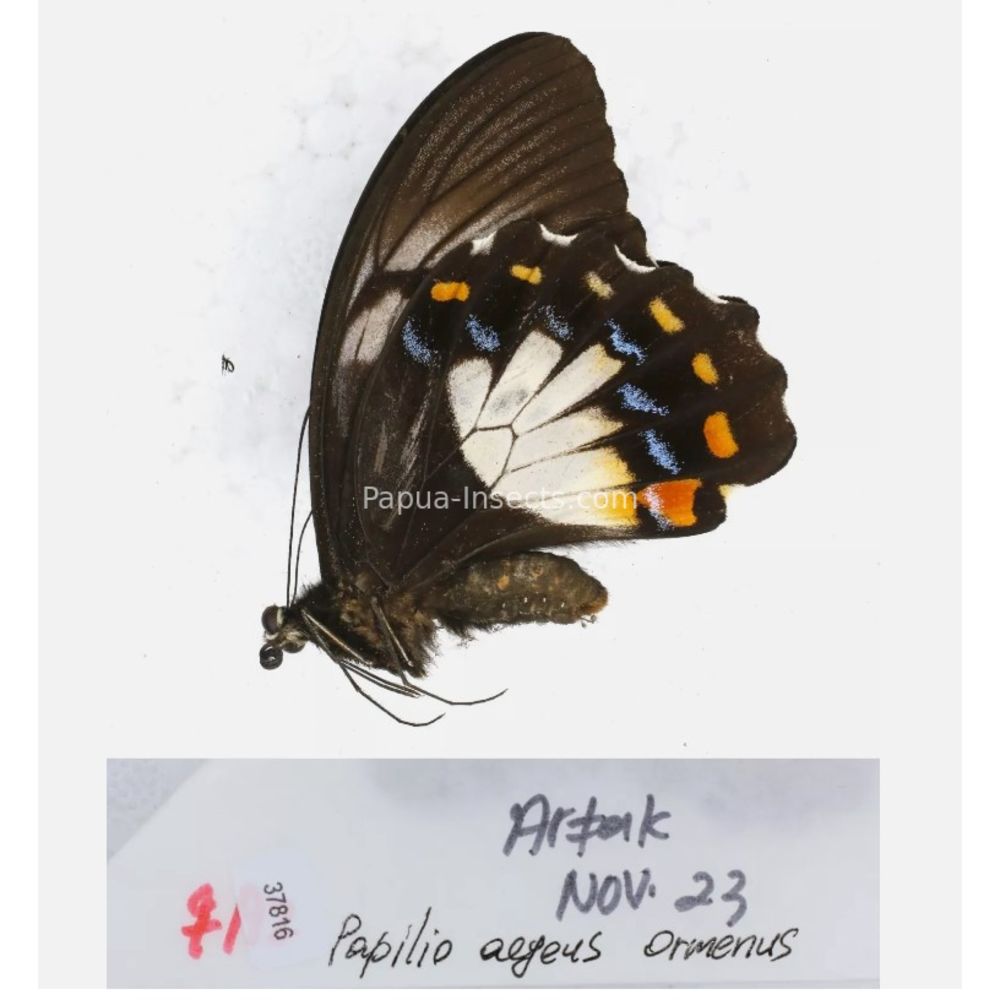 Papilio sp. Papilionidae from different islads of Indonesia