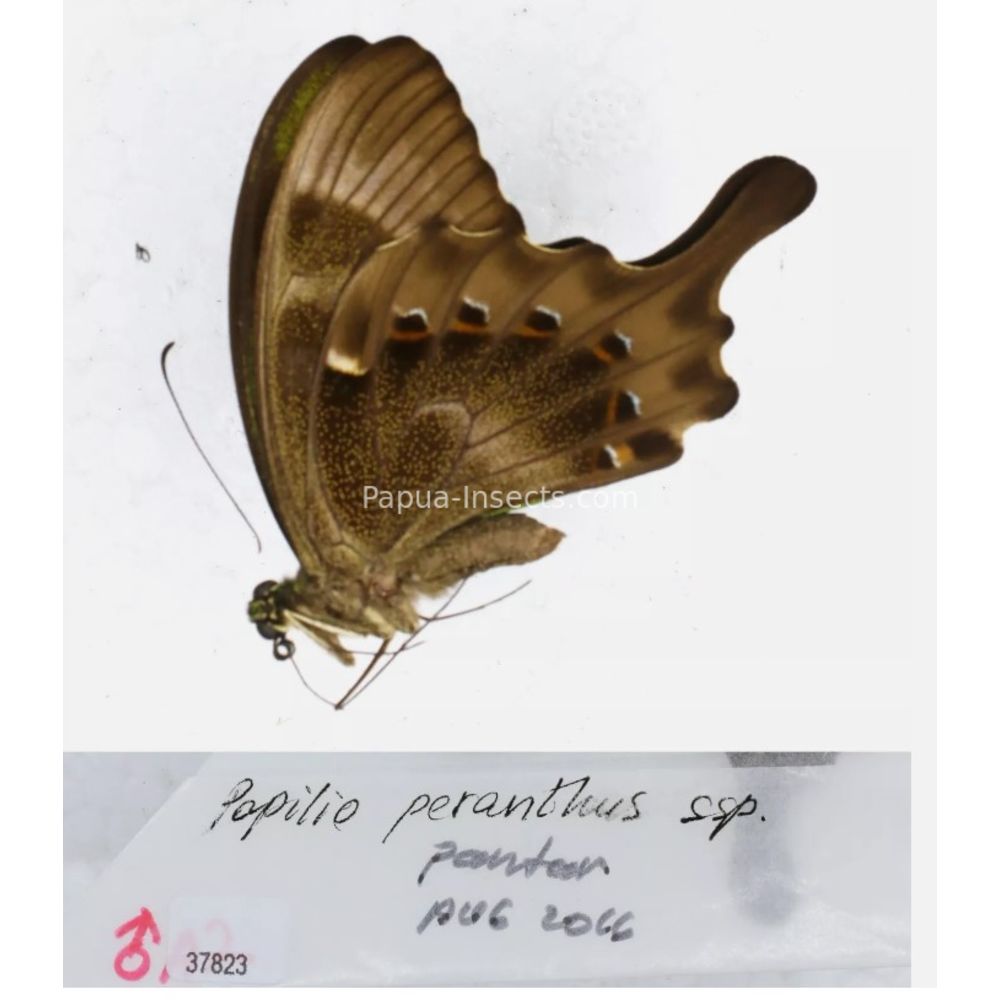 Papilio sp. Papilionidae from different islads of Indonesia