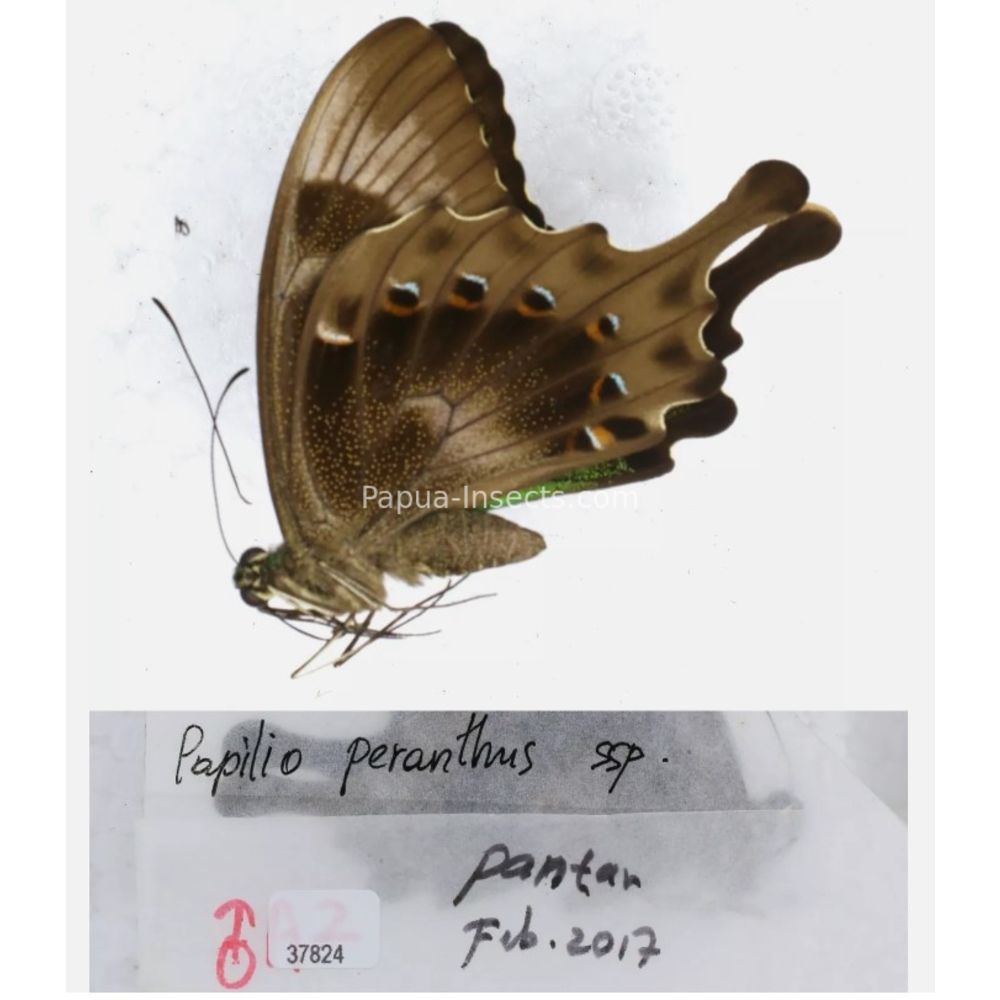 Papilio sp. Papilionidae from different islads of Indonesia