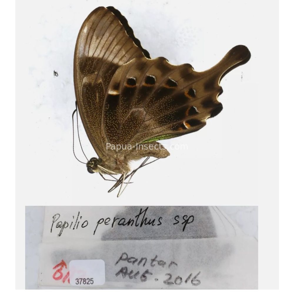 Papilio sp. Papilionidae from different islads of Indonesia