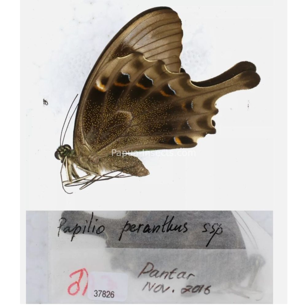 Papilio sp. Papilionidae from different islads of Indonesia