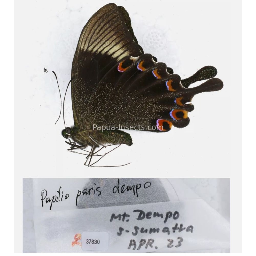 Papilio sp. Papilionidae from different islads of Indonesia