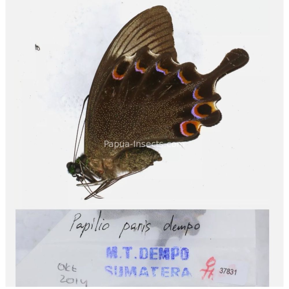 Papilio sp. Papilionidae from different islads of Indonesia