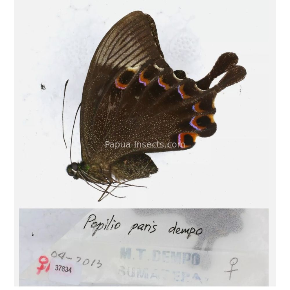 Papilio sp. Papilionidae from different islads of Indonesia