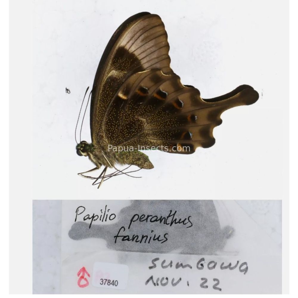 Papilio sp. Papilionidae from different islads of Indonesia