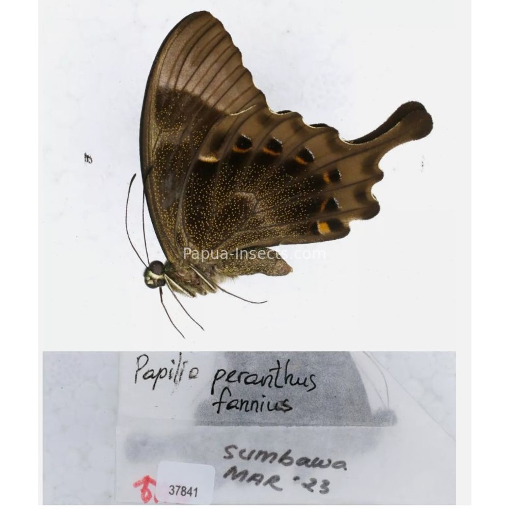 Papilio sp. Papilionidae from different islads of Indonesia