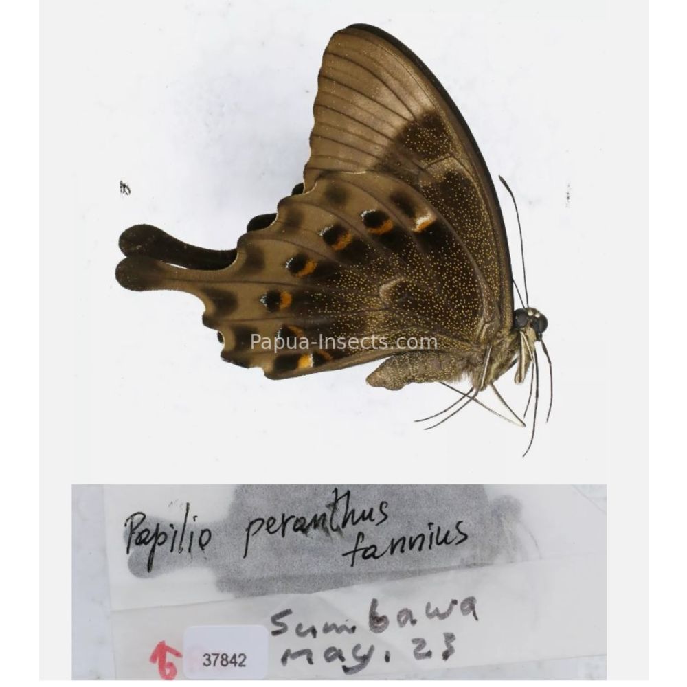 Papilio sp. Papilionidae from different islads of Indonesia
