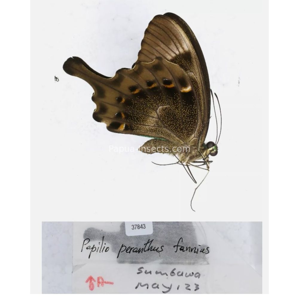 Papilio sp. Papilionidae from different islads of Indonesia