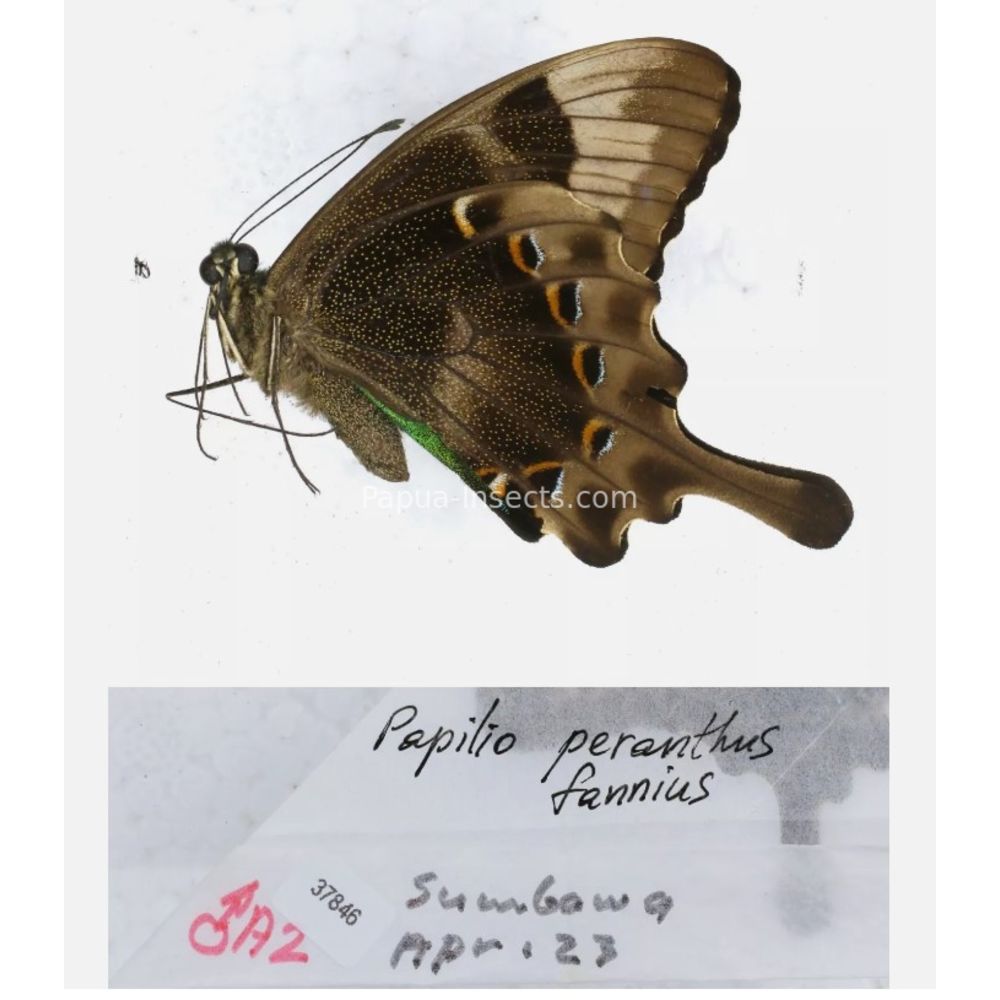 Papilio sp. Papilionidae from different islads of Indonesia