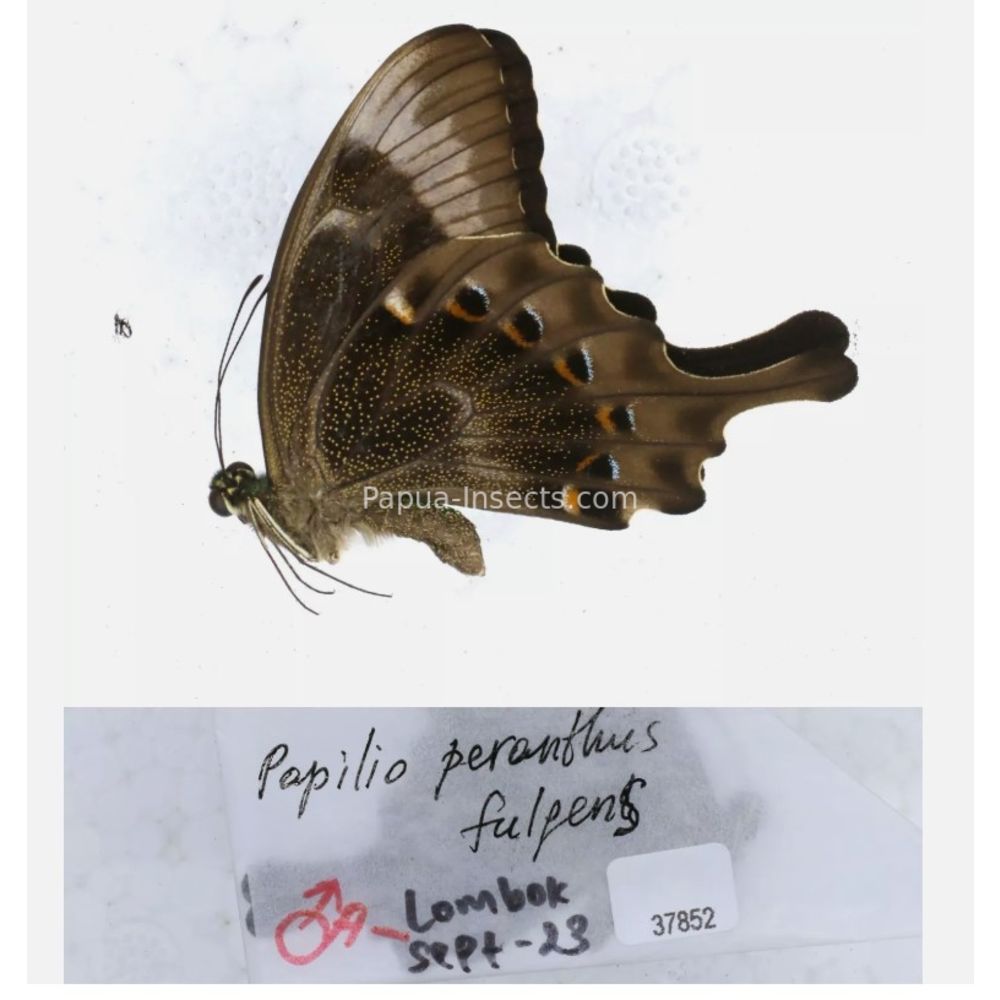 Papilio sp. Papilionidae from different islads of Indonesia