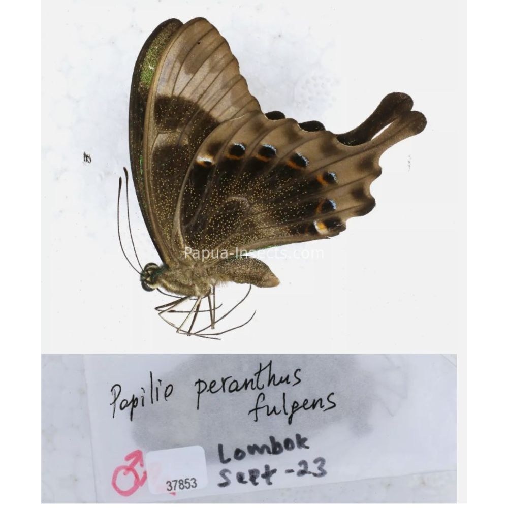 Papilio sp. Papilionidae from different islads of Indonesia