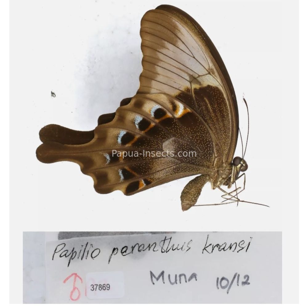 Papilio sp. Papilionidae from different islads of Indonesia