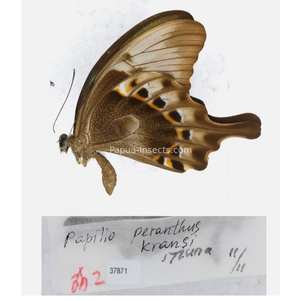 Papilio sp. Papilionidae from different islads of Indonesia