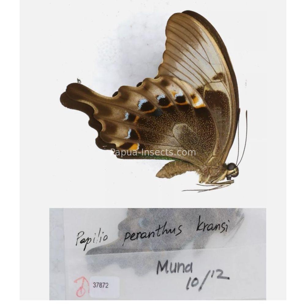 Papilio sp. Papilionidae from different islads of Indonesia