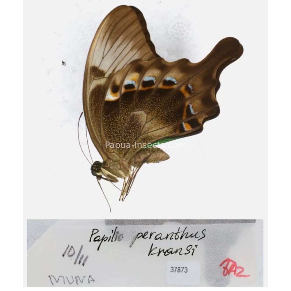 Papilio sp. Papilionidae from different islads of Indonesia