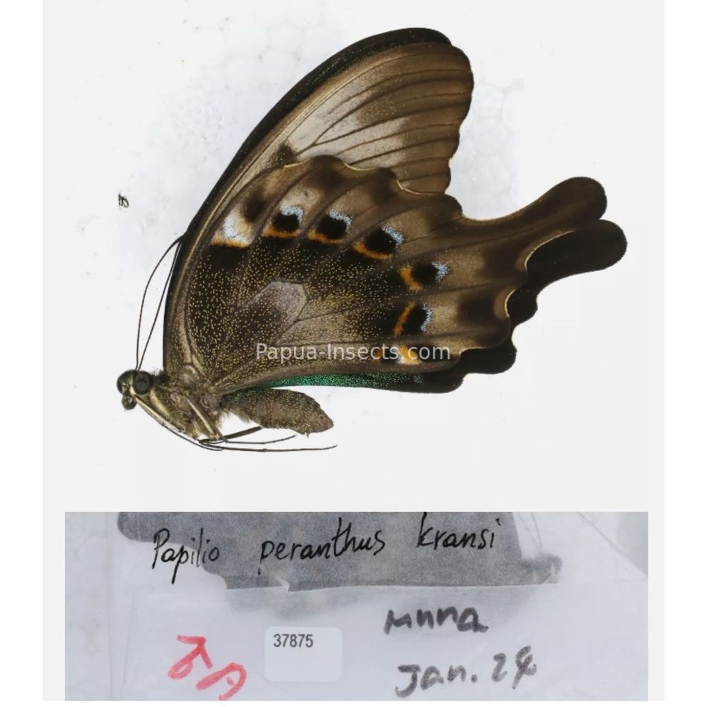Papilio sp. Papilionidae from different islads of Indonesia