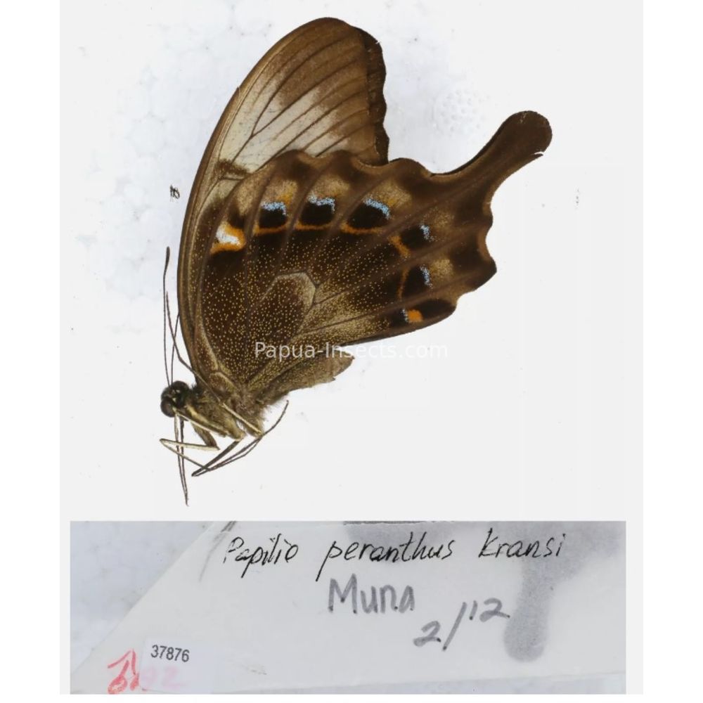 Papilio sp. Papilionidae from different islads of Indonesia