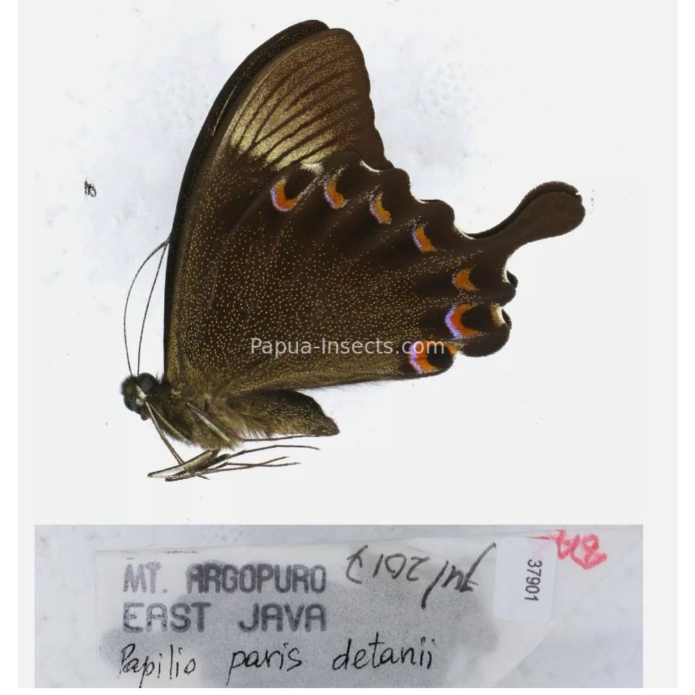 Papilio sp. Papilionidae from different islads of Indonesia