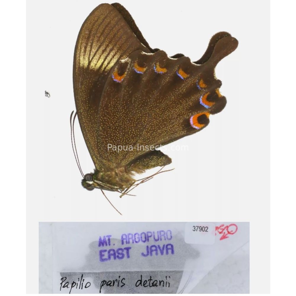 Papilio sp. Papilionidae from different islads of Indonesia