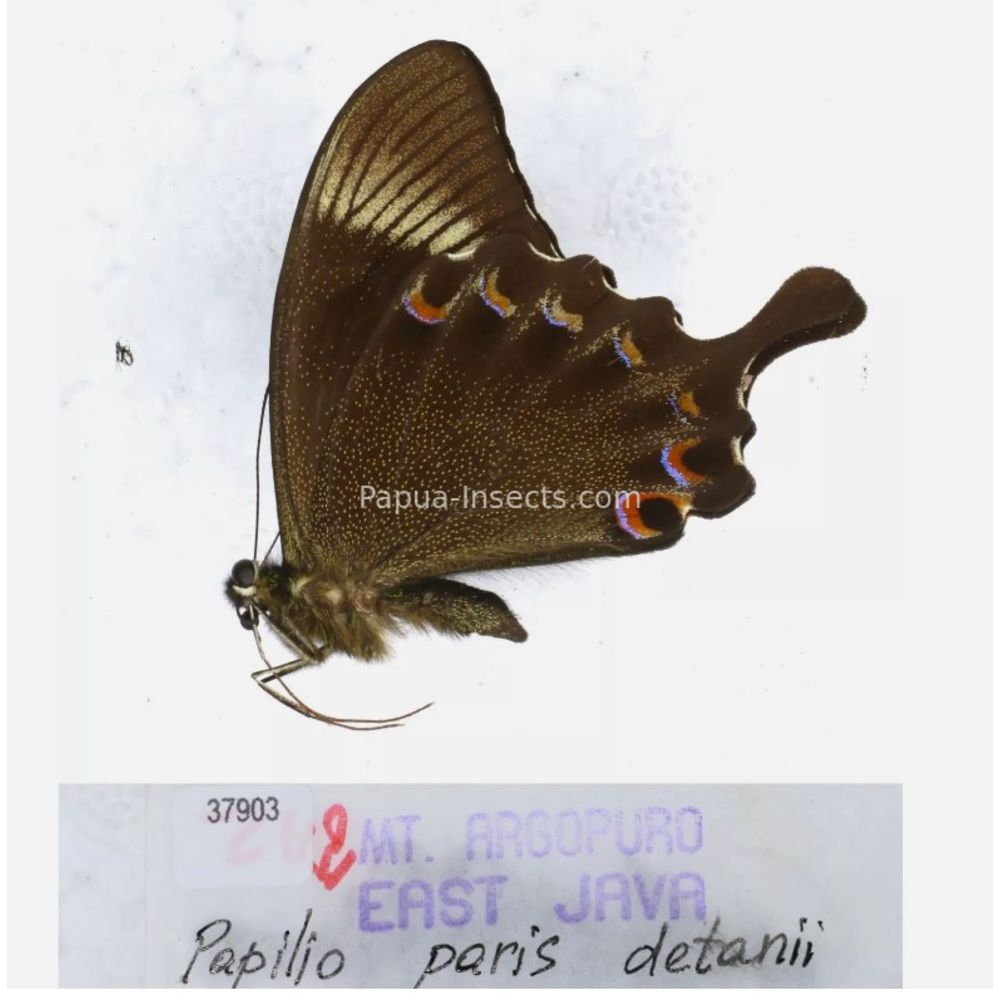 Papilio sp. Papilionidae from different islads of Indonesia