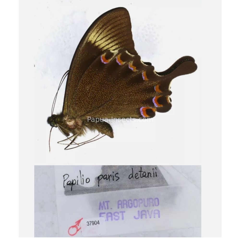 Papilio sp. Papilionidae from different islads of Indonesia