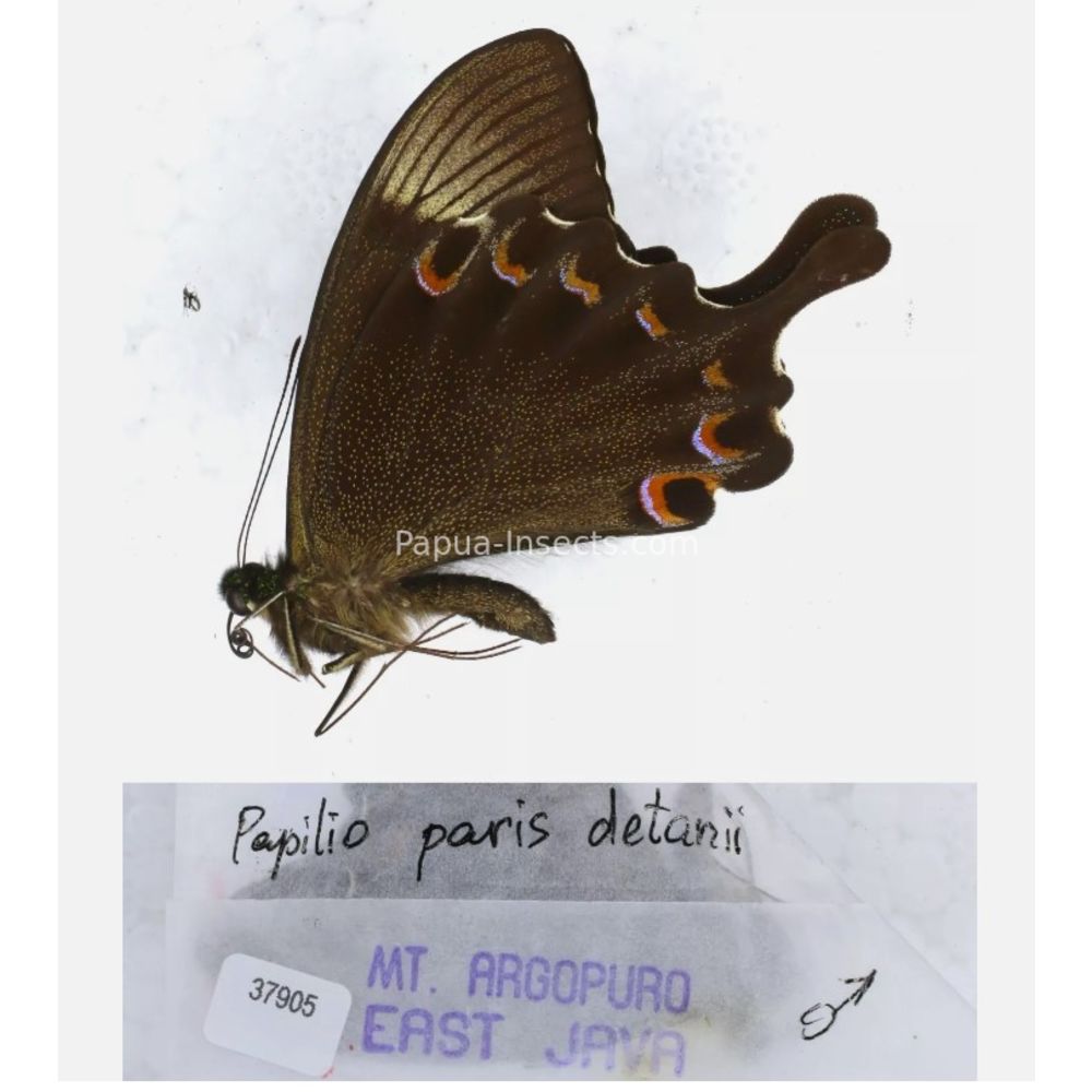 Papilio sp. Papilionidae from different islads of Indonesia