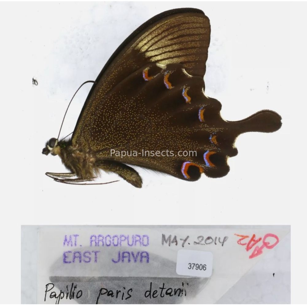 Papilio sp. Papilionidae from different islads of Indonesia